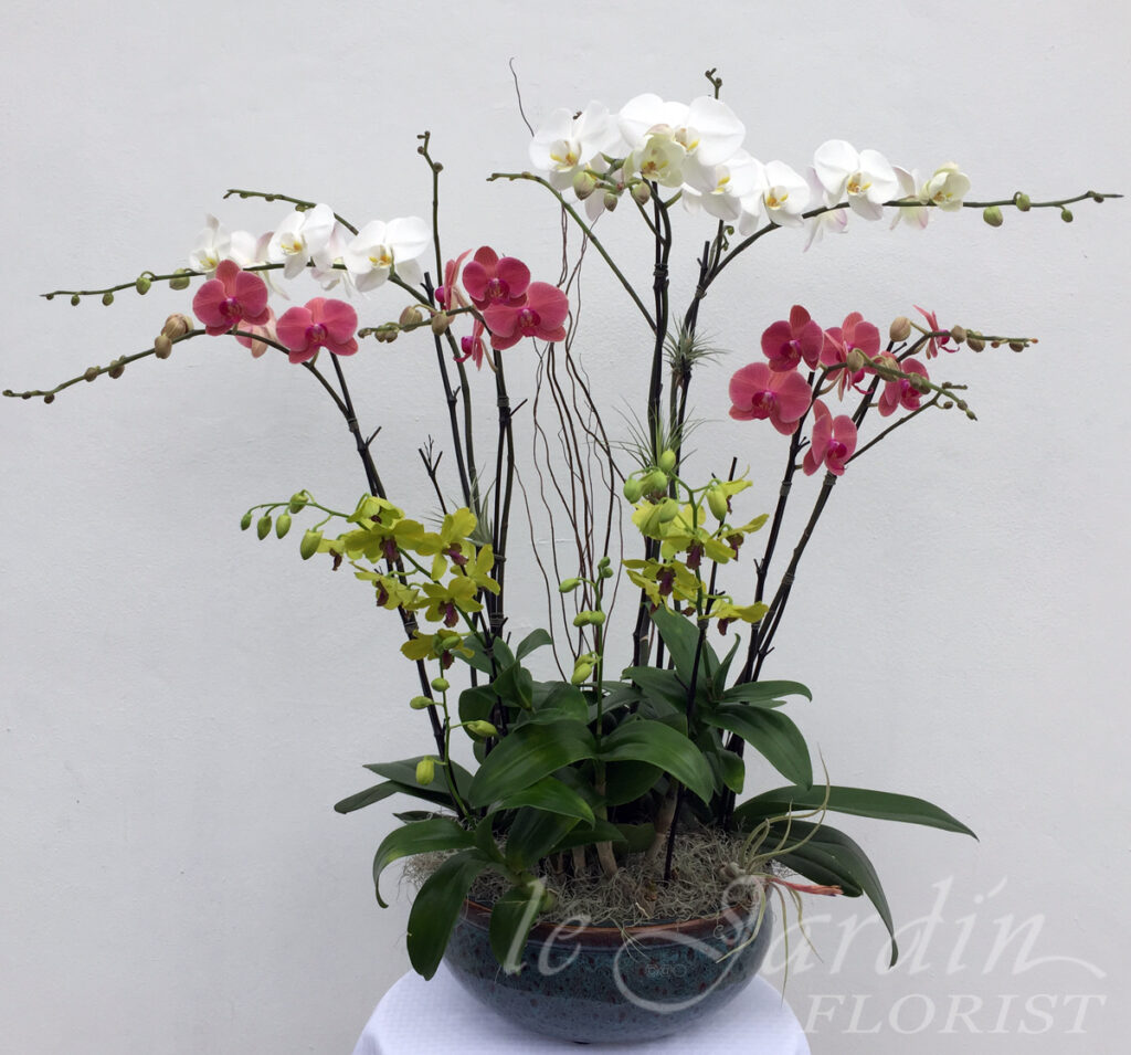ORCHID PLANT ARRANGEMENTS